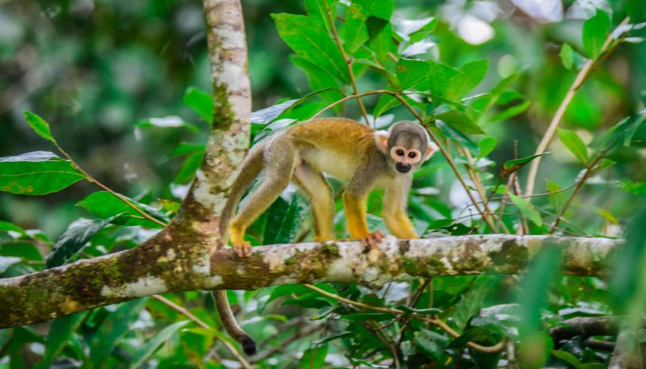 Amazon Muyuna Lodge Paraíso Екстериор снимка