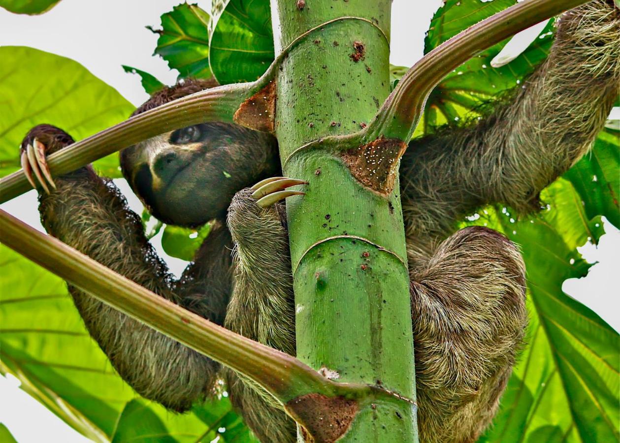 Amazon Muyuna Lodge Paraíso Екстериор снимка