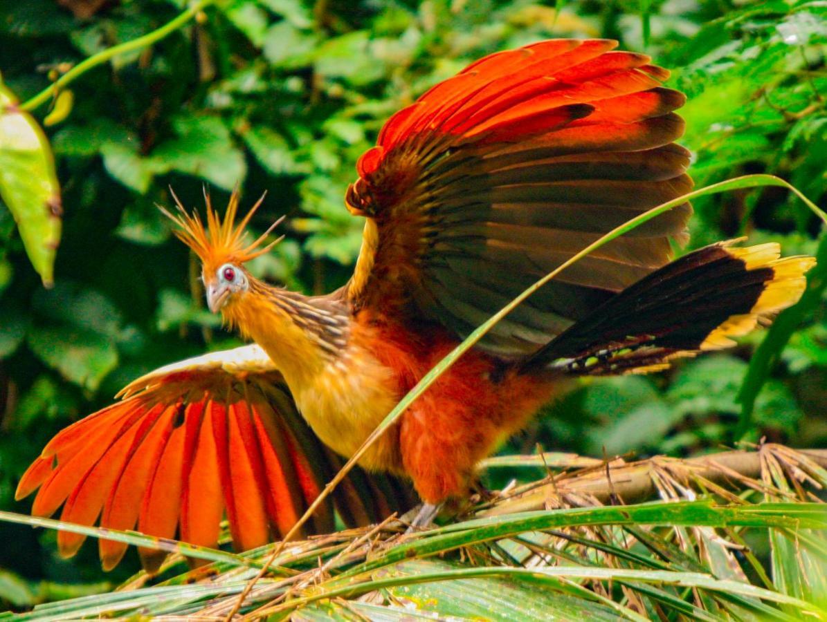 Amazon Muyuna Lodge Paraíso Екстериор снимка